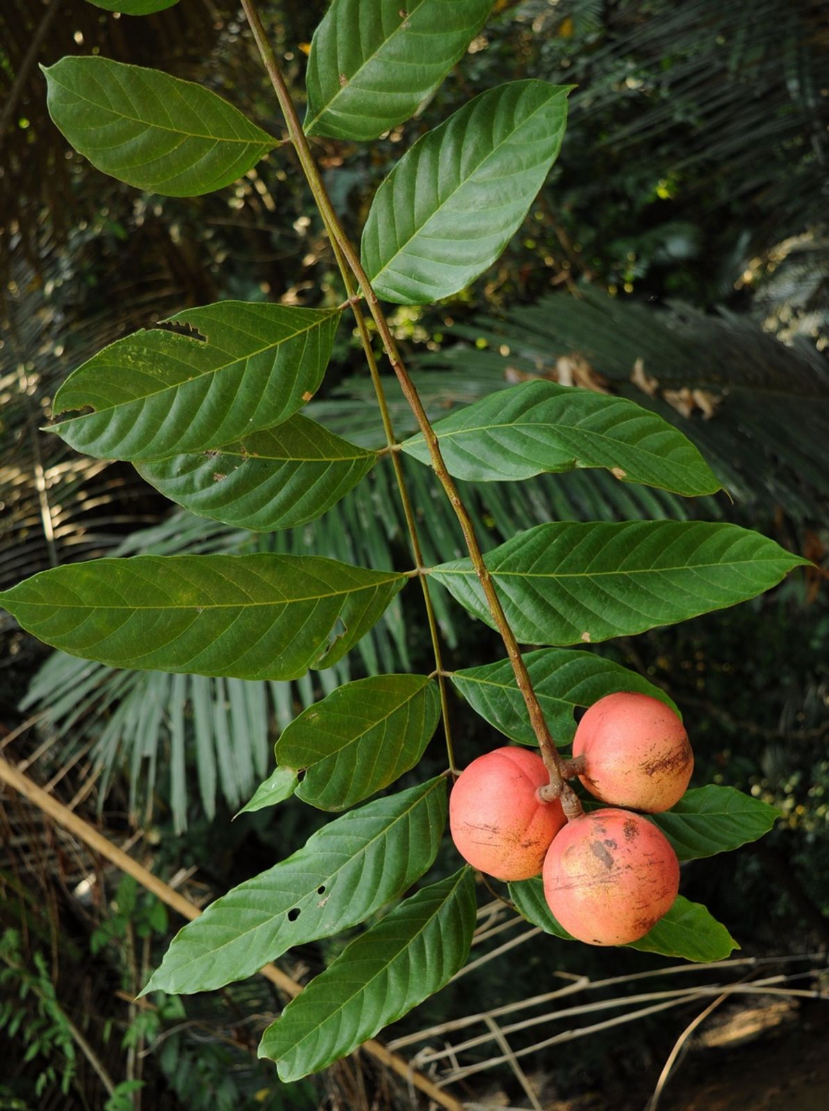 Chisocheton cuminganus